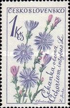 Succory (Cichorium intybus)