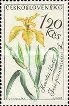 Yellow iris (Iris pseudacorus)