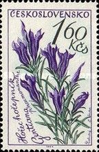 Marsh gentian (Gentiana pneumonanthe)