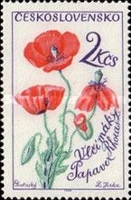 Common poppy (Papaver rhoeas)