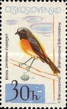 Common Redstart (Phoenicurus phoenicurus)