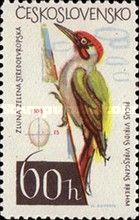 Green Woodpecker (Picus viridis)