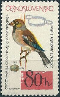 Hawfinch (Coccothraustes coccothraustes)