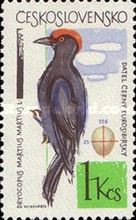 Black Woodpecker (Dryocopus martius)