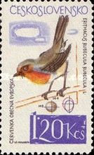 European Robin (Erithacus rubecula)