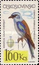 European Roller (Coracias garrulus)