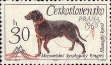 Slovakian Kopov (Canis lupus familiaris)