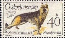 German Shepherd (Canis lupus familiaris)