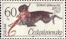 Czesky Fousek (Canis lupus familiaris)