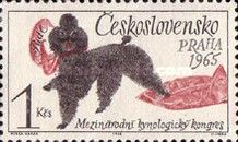 Poodle (Canis lupus familiaris)