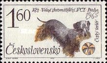 Czesky Terrier (Canis lupus familiaris)