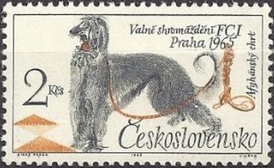 Afghan Hound (Canis lupus familiaris)