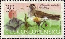 Eurasian Dotterel (Charadrius morinellus)
