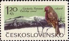 Lesser Redpoll (Carduelis flammea cabaret)