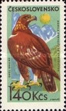 Golden Eagle (Aquila chrysaetos)