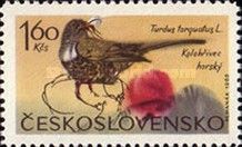 Ring Ouzel (Turdus torquatus)