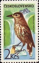 Spotted Nutcracker (Nucifraga caryocatactes)