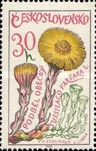 Coltsfoot (Tussilago farfara)
