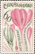 Meadow Saffron (Colchicum autumnale)