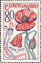 Common Poppy (Papaver rhoeas)
