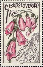 Foxglove (Digitalis purpurea)