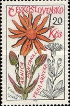 Wolf's Bane or Mountain Arnica (Arnica montana)