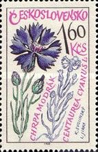 Cornflower (Centaurea cyanus)
