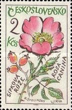 Dog Rose (Rosa canina)