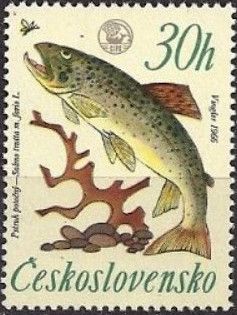 River Trout (Salmo trutta morpha fario)