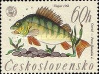 European Perch (Perca fluviatilis)