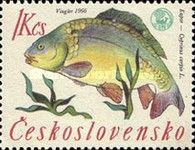 Common Carp (Cyprinus carpio)