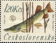 Northern Pike (Esox lucius)