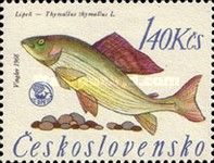 Grayling (Thymallus thymallus)