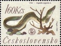 European Eel (Anguilla anguilla)