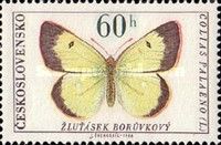 Moorland Clouded Yellow (Colias palaeno)