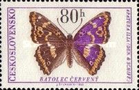 Lesser Purple Emperor (Apatura ilia)