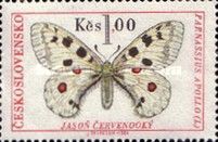 Apollo (Parnassius apollo)