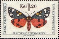 Scarlet Tiger Moth (Callimorpha dominula)