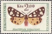 Cream-spot Tiger (Epicallia villica)