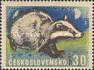 European Badger (Meles meles)