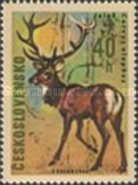 Red Deer (Cervus elaphus)