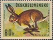 European Hare (Lepus europaens)