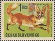 Red Fox (Vulpes vulpes)