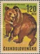 Brown Bear (Ursus arctos)