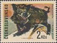 Wild Boar (Sus scrofa)