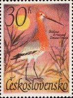 Black-tailed Godwit (Limosa limosa)