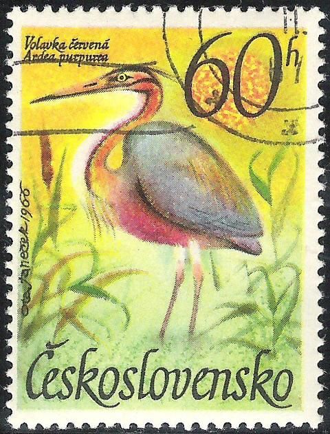 Purple Heron (Ardea purpurea)