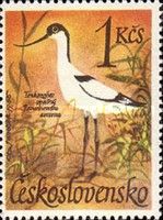 Pied Avocet (Recurvirostra avosetta)
