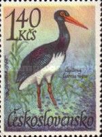 Black Stork (Ciconia nigra)