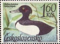 Tufted Duck (Aythya fuligula)